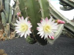 Flor de cactus
Flor, Jardín, Cactus, Lanzarote, cactus