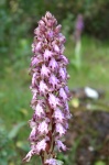 Orquídea: Barlia robertiana