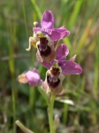 Orquídea: Ophrys tenthredinifera
Orquídea, Ophrys, Pedrosillo, Badajoz, tenthredinifera, silvestre, campamento, romano