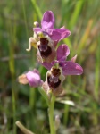 Orquídea: Ophrys tenthredinifera