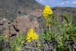 Verode en flor
Verode, Caldera, Bandama, Gran, Canaria, flor