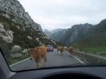 Vacas subiendo a los Lagos de Covadonga