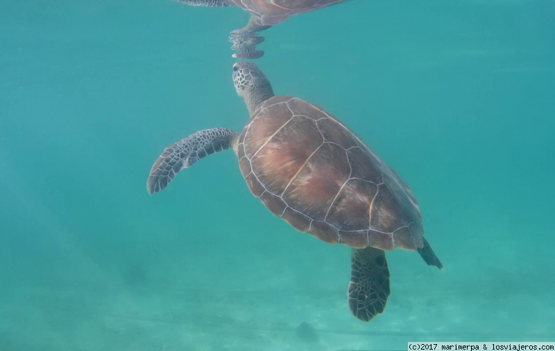 Forum of Dinero: Tortuga en Riviera Maya