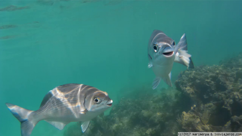 Forum of Teléfono: Simpáticos peces que sonríen a la cámara