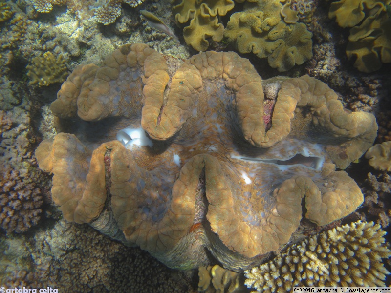 Foro de Kakadu en Oceanía: Almeja gigante