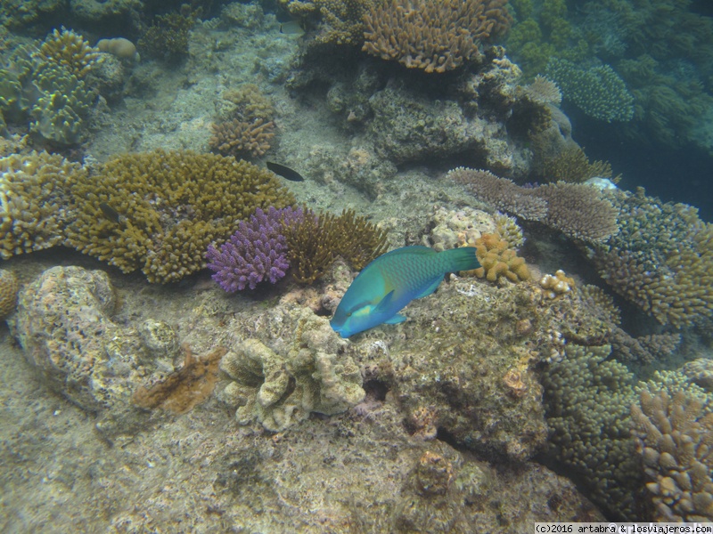 La Gran Barrera de Coral: buceo y cruceros - QLD, Australia
