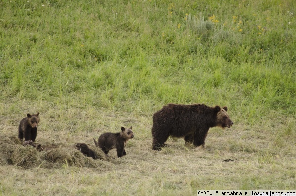 Osos Grizzly
Familia de Osos Grizzly, madre y dos crías, en Hayden Valley dentro del Yellowstone National Park
