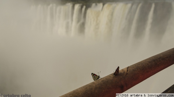 Mariposas en la Garganta del Diablo
Iguazú son unas cataratas en medio de la selva. Existen miles de especies de mariposas e insectos. Tuve la suerte de fotografiar estas mariposas desenfocando la famosa caída Garganta del diablo, en la parte argentina.
