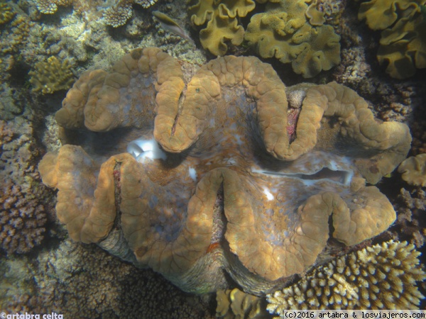 Almeja gigante
Diversidad de la Gran Barrera de Coral en Australia
