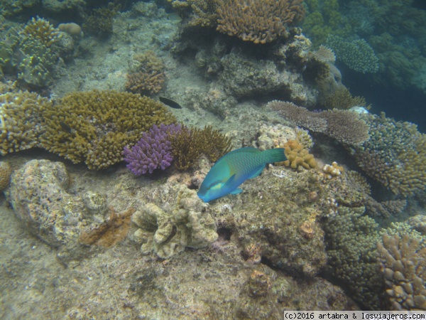 Azul -Gran Barrera de Coral en Australia
Buceando en la Gran Barrera de Coral en Australia

