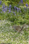 Fauna urbana
Buckingham Gardens Jardines Ardilla Naturaleza Ciudad Londres London