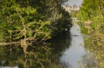 Reflejos en Buckingham
Buckingham Gardens Jardines Londres London Naturaleza Primavera Lago Foto