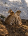 Linces 
Lince Animal Aragón Huesca Foto Naturaleza