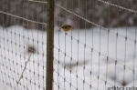 Observando la nieve
Pájaro Bird Ave Naturaleza Animal Nieve Invierno