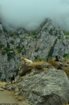Cabras en la niebla
Cabra Asturias León Cares Ruta Senderismo Naturaleza Foto