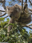 Koala
Koala Animal Australia Oceania Foto Naturaleza