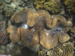 Almeja gigante
Gran Barrera Coral Australia Mar Oceania Océano Bucear