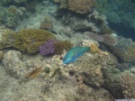Azul -Gran Barrera de Coral en Australia