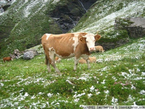 Vaca suiza
Bonito ejemplar de vaca suiza, sólo le faltan manchas moradas para ser de anuncio. Aquí estaba tan pancha pastando a gran altura.
