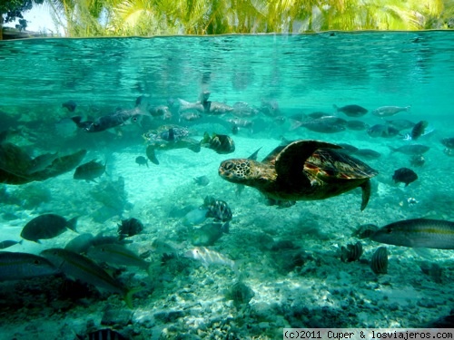 Blogs de Polinesia Francesa más vistos el mes pasado - Diarios de Viajes