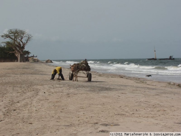 Senegal - hotel Le Royal Lodge - limpiando la playa a mano con el carro y el burro....
Aunque el agua es muy sucia, el hotel intenta tener su playa privada siempre impecable.
