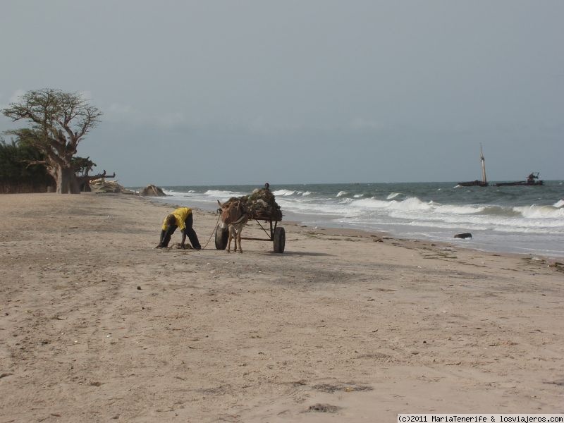 Viajar a  Senegal: SIEM REP - Senegal - hotel Le Royal Lodge - limpiando la playa a mano con el carro y el burro.... (SIEM REP)