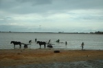 Senegal - Arriving in Saint Louis - Boys and donkeys bathing.