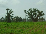 Senegal - Bosque de baobabs