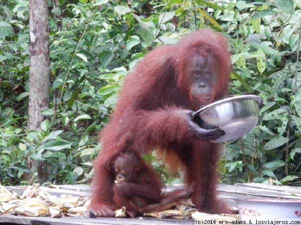 Tanjung Puting (Borneo)
Reserva de orangutanes en el parque Tanjung Puting en Kalimantan (Borneo)
