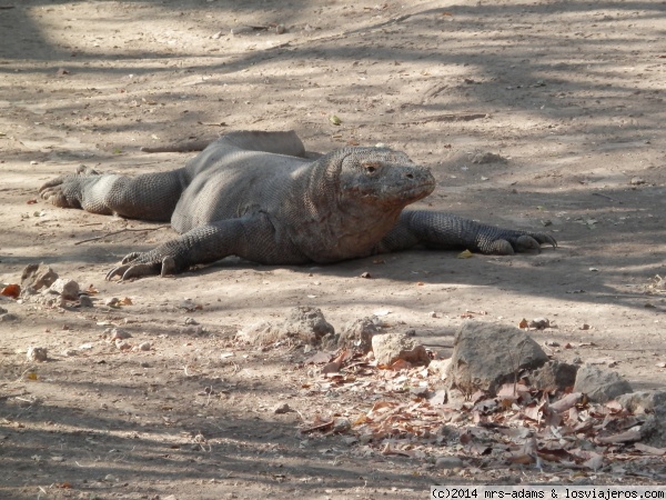 Dragón de Komodo (Rinca)
Paque nacional de Komodo en la isla de Rinca
