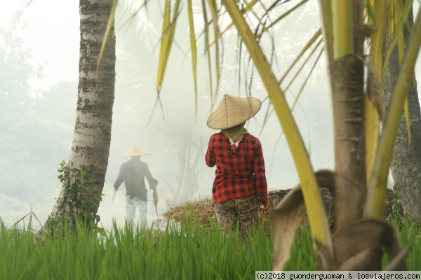 Cultivos en Bali
La quema después de la cosecha
