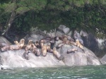 Group of sea lions