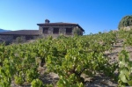 Bodega Garnacha Alto Alberche