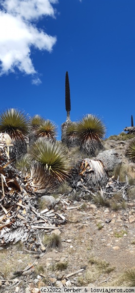 Puya de Raymondi
Puya de Raymondi, puede vivir 100 años
