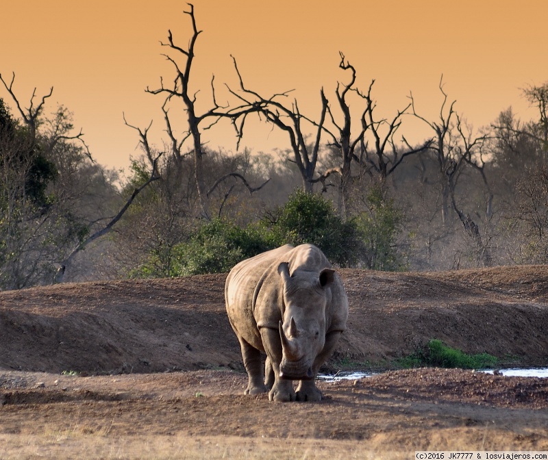 Travel to  Swaziland - Rinocerente en Hlane