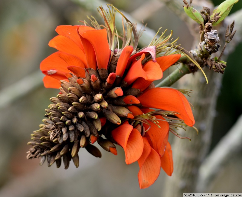 Floración en el Desierto del Kalahari - Sudáfrica
