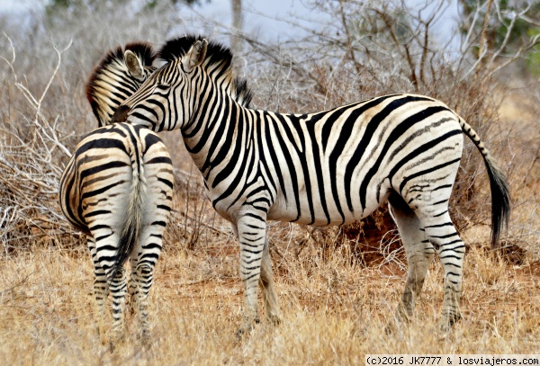 Cebras en el Kruger 
Un animal precioso que en vivo es aun más hermoso.
