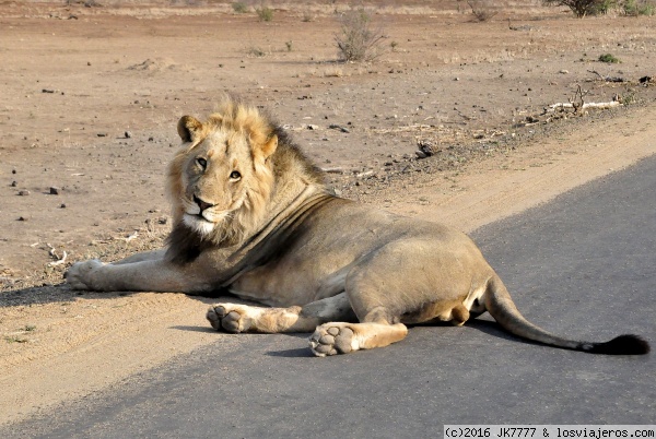 Kruger en directo 
Viajar a Sudafrica es sinónimo de ir al Kruger y dentro de este enorme parque la posibilidad de ver un león escita a cualquiera, pero tenerlo a dos metros de tu coche es algo que se te graba en la memoria para siempre
