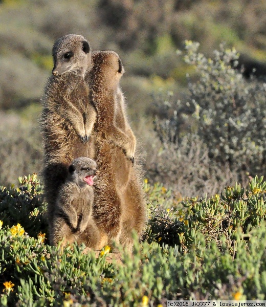 Familia de suricatas
Como cada mañana la familia suricata salió de su madriguera para deleitarnos con sus juegos.
