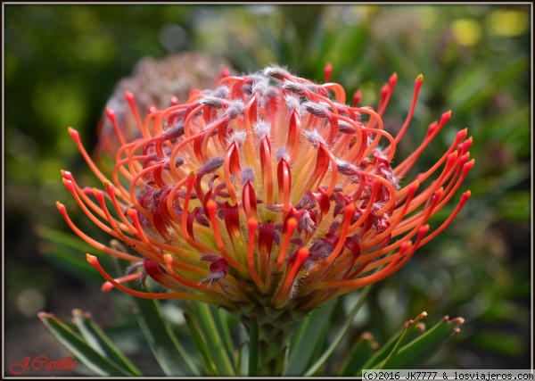 Proeteas
Protea es el nombre botánico y el nombre común en castellano de un género de plantas florales.
El nombre del género Protea fue creado en 1735 por Carlos Linneo en honor al dios griego Proteo que podía cambiar de forma a voluntad, dado que las proteas tienen muchas formas diferentes.
