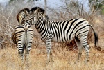 Cebras en el Kruger 