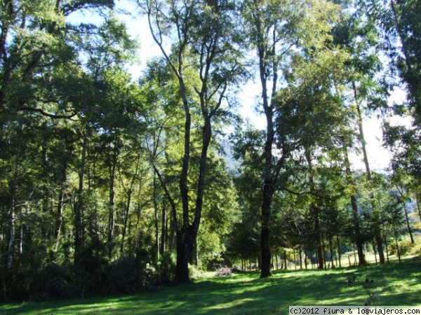 Bosque de Coihues en la Araucanía
El Coihue es un árbol siempre verde  de la selva sureña, crece en la cordillera de los andes en la Patagonia Chilena y Argentina.
