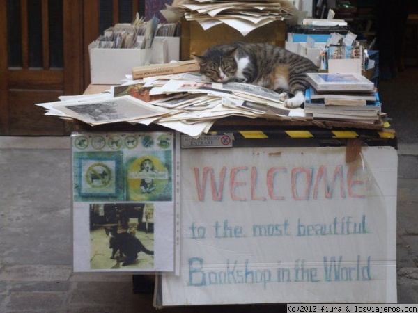 gato literato
la más bella librería en Venecia, con un guardián singular.
