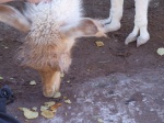 llama addicted to fries