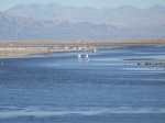 Flamencos en Laguna Chaxa