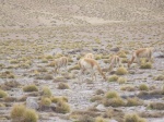 Vicuñas en bofedales
vicuñas Andes San Pedro