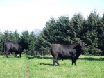 Toro Angus
angus toro araucania