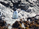 Pinguino en Puñuhuil Chiloé
Chiloé Puñuhuil pinhuino