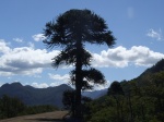 Araucaria solitaria