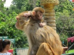 MONOS EN EL TEMPLO SWAYAMBHUNATH